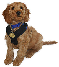Small puppy sitting down looking up at the camera with big dark eyes. The puppy is a Labradoodle crossed with a Red Setter so has wavy fur, floppy ears and a reddish colour to it’s coat. It has a blue collar on and a small black and blue harness.