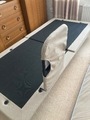 Orthopaedic bed